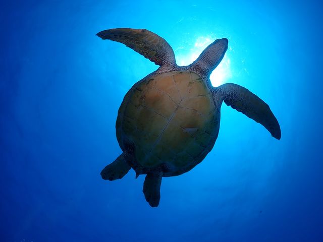 太陽とカメ_おきなわトロピコ