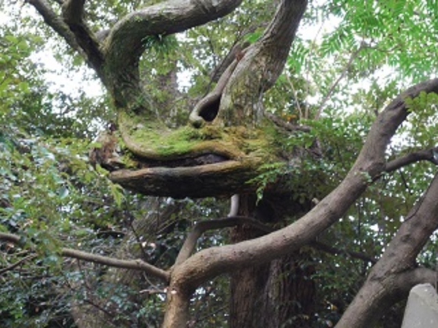【龍神さん】数年前に美多羅志神社に突如現れた自然のご神木。_波音の宿 中村屋
