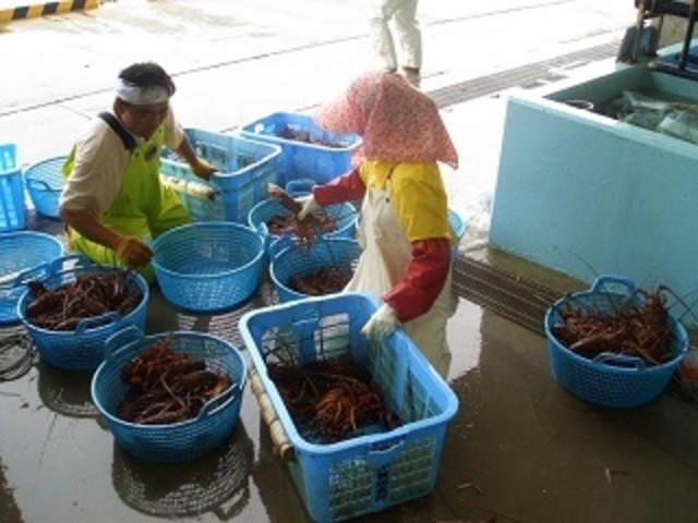 【市場見学】答志集約市場での見学では「なぜ答志島の魚が美味しいのか」がわかります。_波音の宿 中村屋