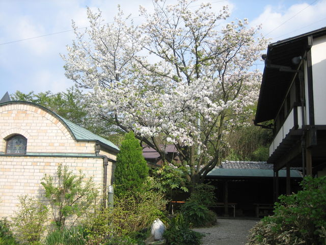 春には桜が綺麗に咲きます。_五山楽窯房