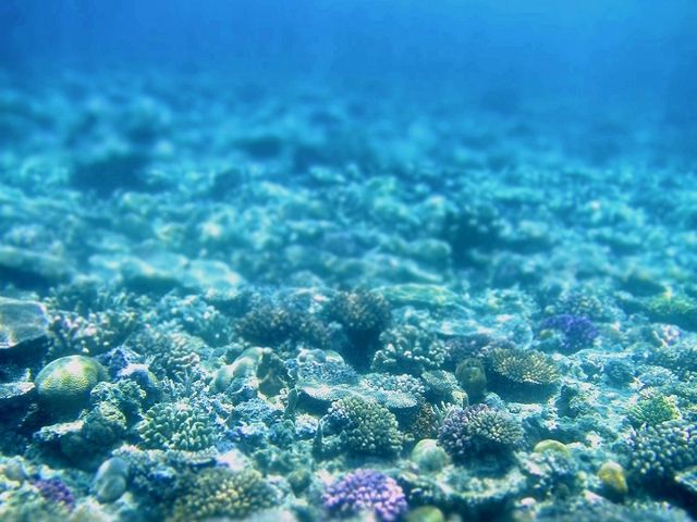 水納島の珊瑚は沖縄本島1番と言っても過言ではございません♪_ダイブナッツ