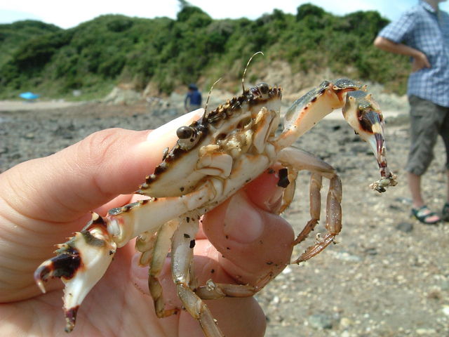 ワタリガニ捕まえたよ_島の旅社