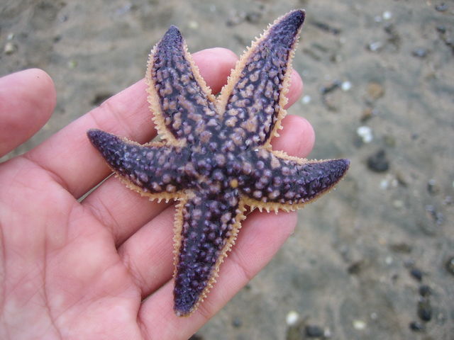 ヒトデみつけたよ_島の旅社