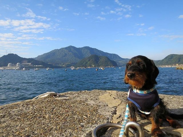 3代目看板犬のsea君です。日々、海の状態をかかさずチェックしてくれています♪_遊ダイブ