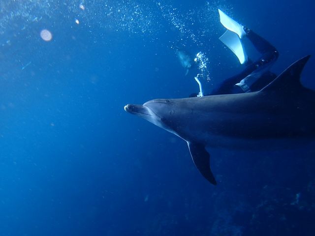 シリウスネイチャーツアーズ
