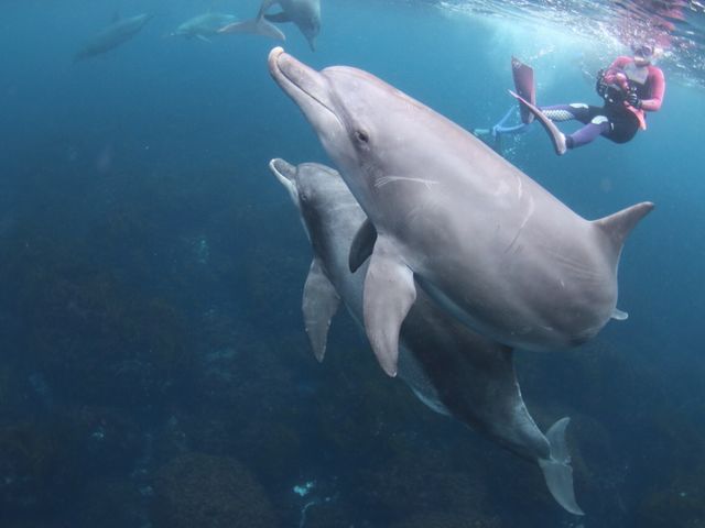 イルカに出会える事も夢ではない、、、確率は低いけど0ではない_Diveing Servise P-FISH