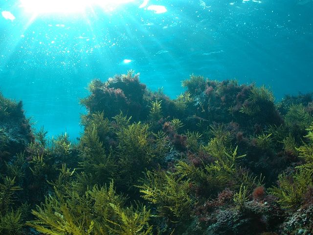 頭上から降り注ぐ太陽光は優しくダイバーを包む_Diveing Servise P-FISH