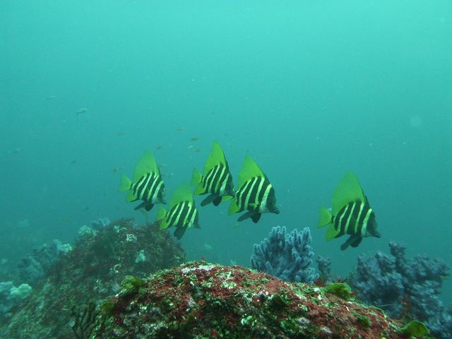 え、こんな大きな魚も見れるの?はい!見れますよーーー_Diveing Servise P-FISH
