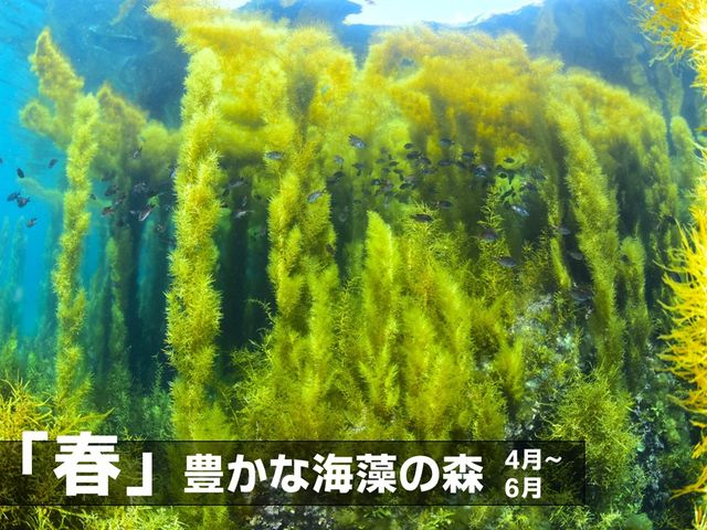 フリーウェイ