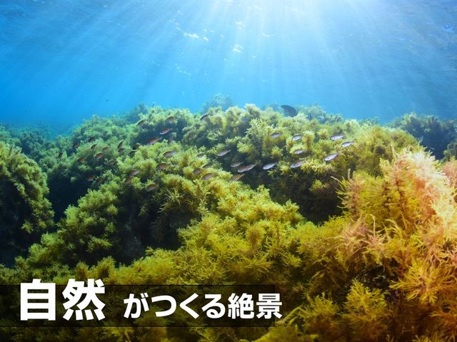 フリーウェイ