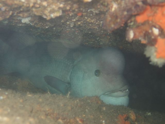 ANCIENT BLUE DIVING CLUB