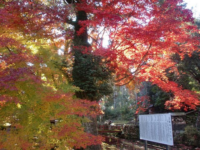 【王龍寺】秋には100本を越える5種類のもみじが境内を真っ赤に染めることから、「もみじ寺」とも呼ばれている。_金山町観光協会