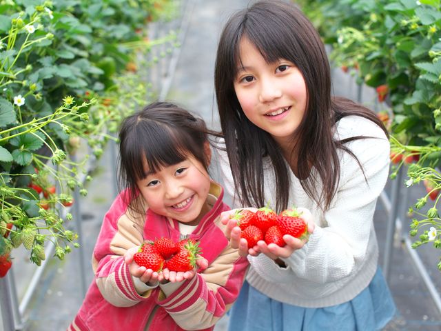 おいしいイチゴです。_鹿深いちご園