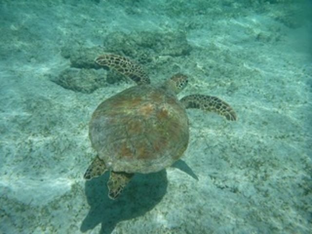 ウミガメも見れちゃうかも!?_海宝館シーブルーム