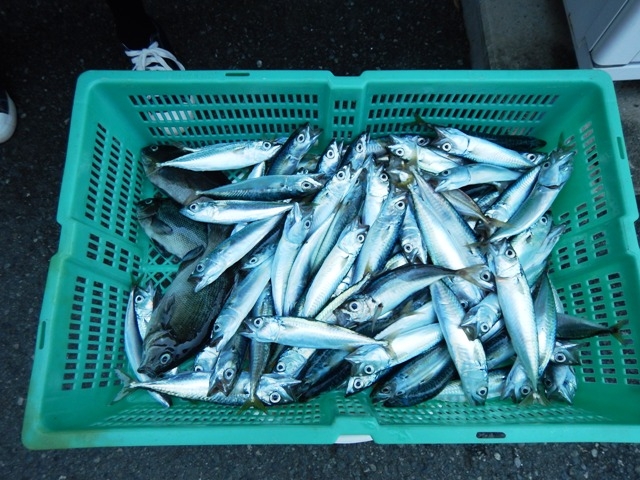 7月後半から8月後半までは小サバとメジナがたくさん釣れた日もありました!!_安良里漁港 係船釣り