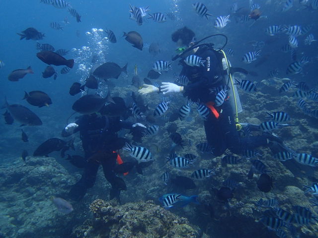 お魚たちがこんなにいっぱい集まって来ますよ〜♪_フリーダムアドベンチャー ランブルフィッシュ