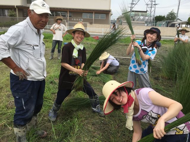 早島町は、かつてい草の一大生産地。その伝統を繋いでいきたいという思いでい草の栽培に挑戦しています!同時にい草文化体験も実施。_い草手織り体験 岡山ゲストハウスいぐさ