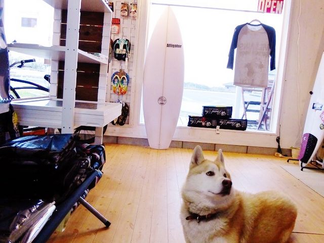 MULBERRYSURF