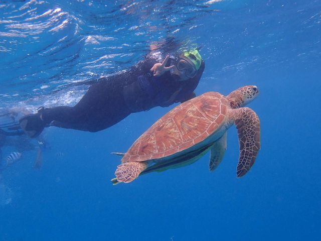 カメの生息スポットでの開催ツアーも有り!高確率でカメに遭遇できます!_マリンクラブ バスロ