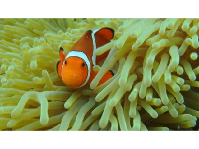 ニモことカクレクマノミにも会えます♡_Ocean guide the 凪 calm