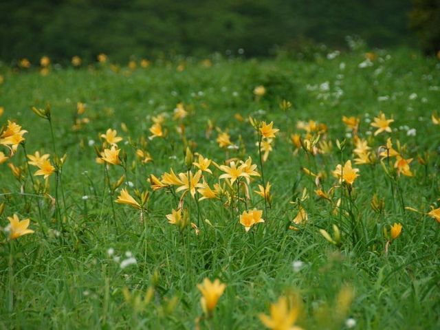 ニッコウキスゲ_日光市霧降高原キスゲ平園地 霧降高原レストハウス