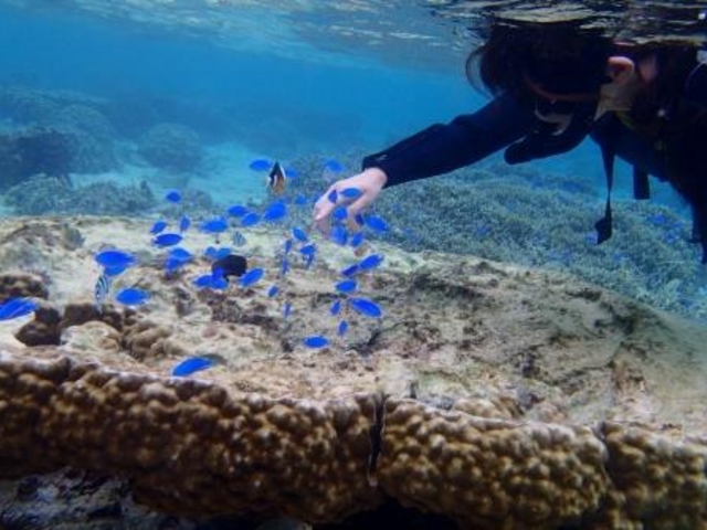 サンゴ熱帯魚シュノーケルはボートでは行けない浅瀬でトロピカルフィッシュが間近に!_OKINAWAマリンワールド