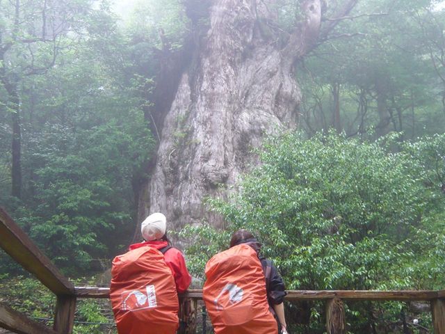屋久島山歩