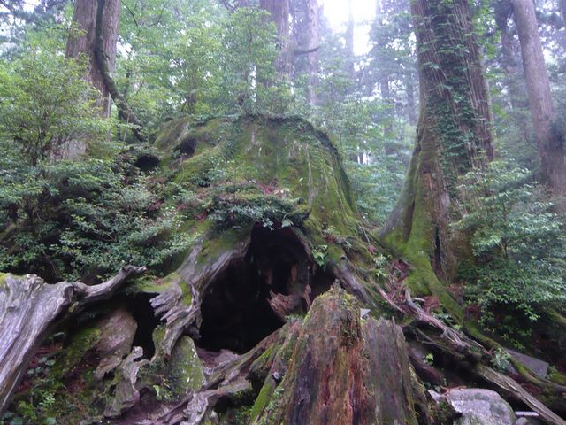 屋久島山歩