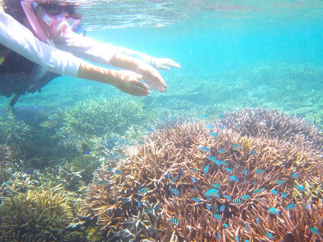 海中は一面サンゴも森とカラフルな熱帯魚〜♪_SUP・クリアカヤック Nice Time Okinawa