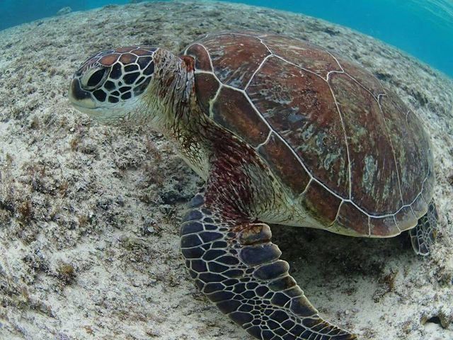 沖縄マリン 海来