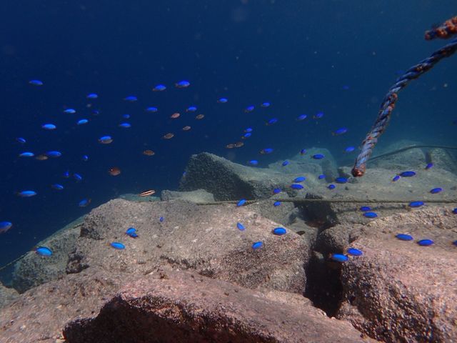 どこよりも誇れる魚の豊富さ!_ジプシークラブ