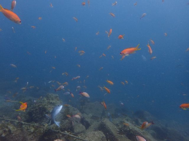 鮮やかなお魚がたっぷり!やっぱり大瀬崎が一番★_ジプシークラブ