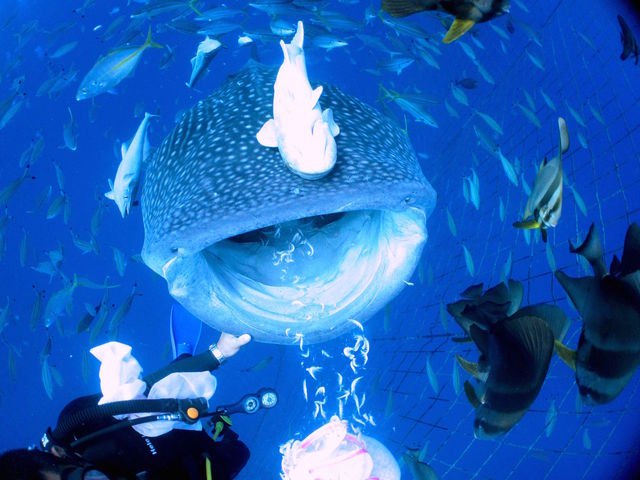 Dive Center Isles(ダイブセンターアイルズ)