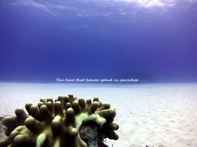 Diving Shop KANOA