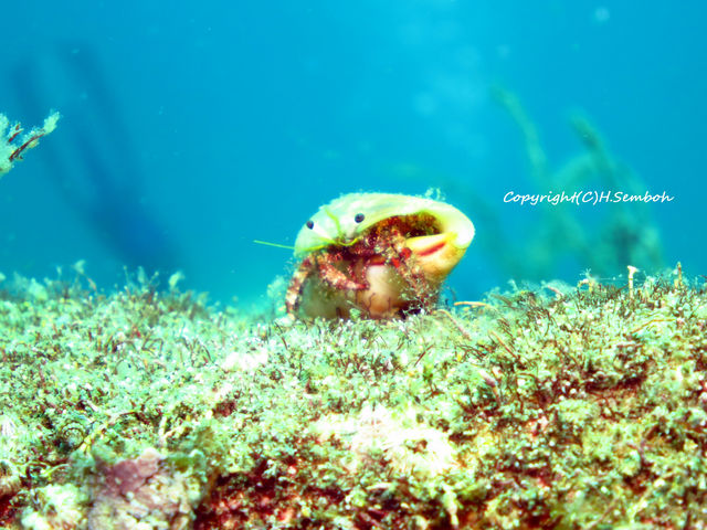 Diving Shop KANOA