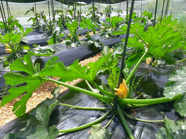 ☆自家製野菜も人気!
ここの野菜は「甘くて美味しい、味が違う!」って食べるんです♪と / お子様連れのお客様の声_「山の季」きゃら