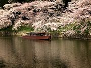 彦根城屋形船の写真4