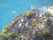 ルビーナダイバーズの写真3