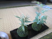 hanayukiの写真2