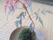 hanayukiの写真3