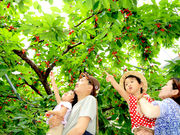 さくらん坊やの鈴木さくらんぼ園の写真3