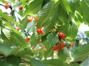 さくらん坊やの鈴木さくらんぼ園の写真4