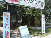 さくらん坊やの鈴木さくらんぼ園の写真2