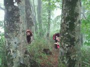 白神山地ガイド会の写真4