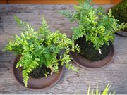 .moss/ドットモスの写真2