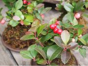 .moss/ドットモスの写真3