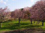 山本養鱒場の写真3