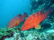 Breeze & Kencha Rumahの写真3