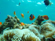 備瀬カヤックfukuの写真4