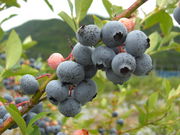 M's Farmの写真3